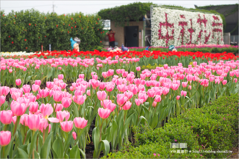 中社鬱金香》中社觀光花市～鬱金香花季來囉！30萬朵鬱金香好夢幻‧彩虹花田浪漫報到！