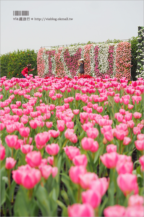 中社鬱金香》中社觀光花市～鬱金香花季來囉！30萬朵鬱金香好夢幻‧彩虹花田浪漫報到！