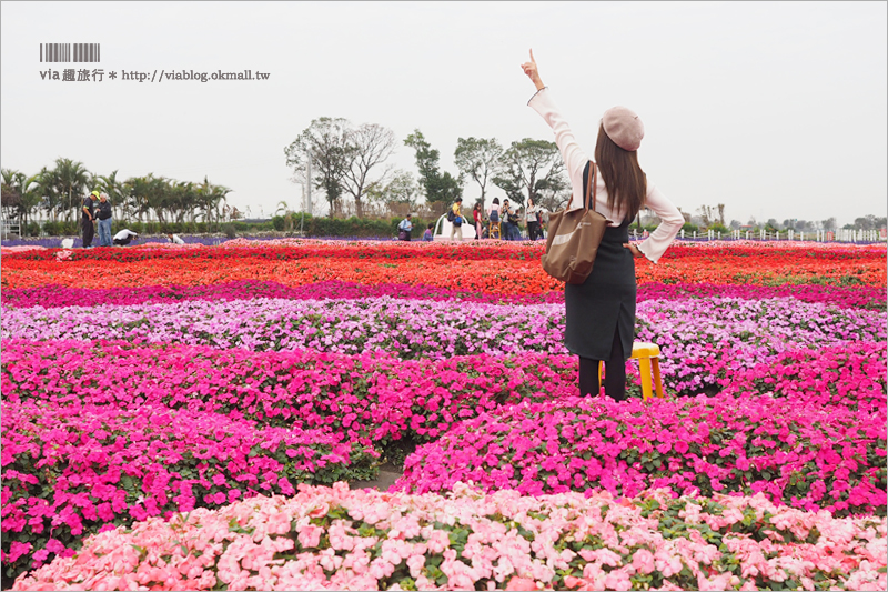 中社鬱金香》中社觀光花市～鬱金香花季來囉！30萬朵鬱金香好夢幻‧彩虹花田浪漫報到！