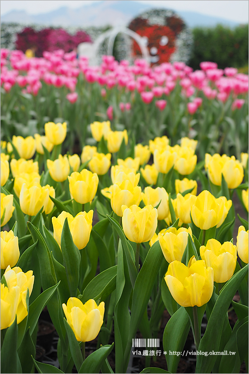 中社鬱金香》中社觀光花市～鬱金香花季來囉！30萬朵鬱金香好夢幻‧彩虹花田浪漫報到！