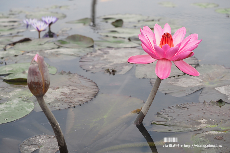 中社鬱金香》中社觀光花市～鬱金香花季來囉！30萬朵鬱金香好夢幻‧彩虹花田浪漫報到！