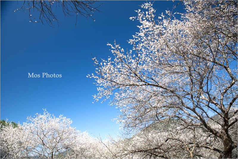 南投梅花》南投仁愛賞梅～羅家梅園‧賞梅新秘境～高大壯觀的老梅樹，梅花炸開好美！