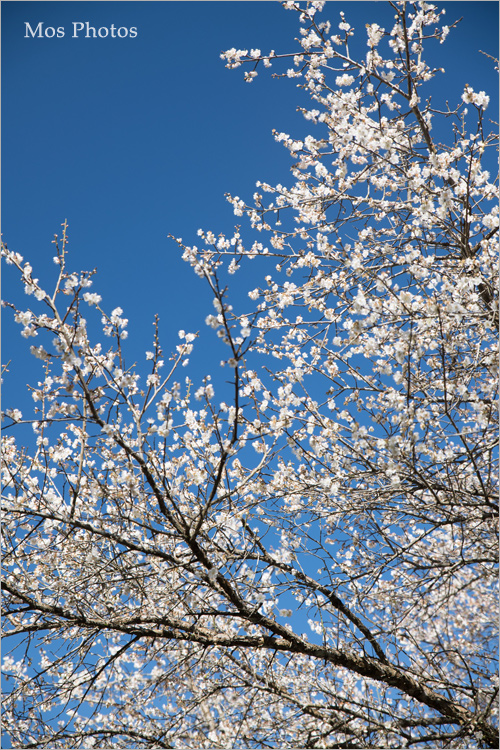 南投梅花》南投仁愛賞梅～羅家梅園‧賞梅新秘境～高大壯觀的老梅樹，梅花炸開好美！