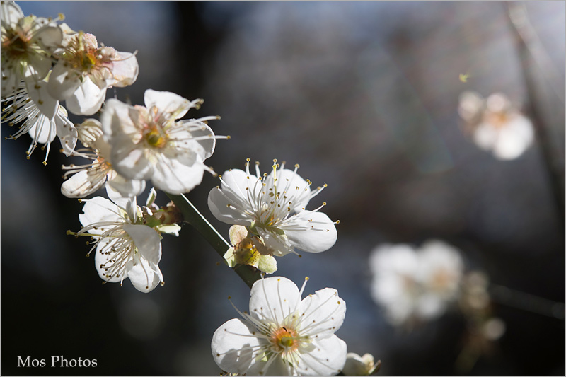 南投梅花》南投仁愛賞梅～羅家梅園‧賞梅新秘境～高大壯觀的老梅樹，梅花炸開好美！