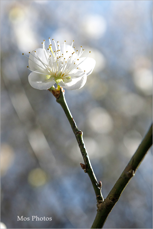 南投梅花》南投仁愛賞梅～羅家梅園‧賞梅新秘境～高大壯觀的老梅樹，梅花炸開好美！