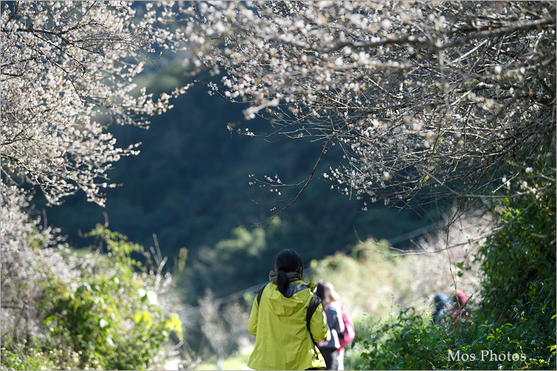 彭家梅園》南投仁愛賞梅趣：自助國小週邊的經典梅園～雪白梅樹近在眼前好好拍！