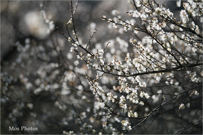 彭家梅園》南投仁愛賞梅趣：自助國小週邊的經典梅園～雪白梅樹近在眼前好好拍！