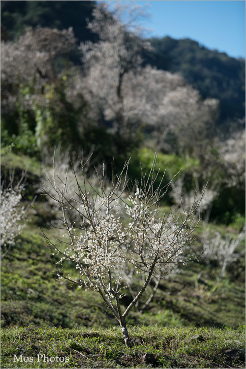 彭家梅園》南投仁愛賞梅趣：自助國小週邊的經典梅園～雪白梅樹近在眼前好好拍！