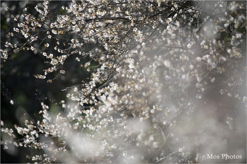 彭家梅園》南投仁愛賞梅趣：自助國小週邊的經典梅園～雪白梅樹近在眼前好好拍！