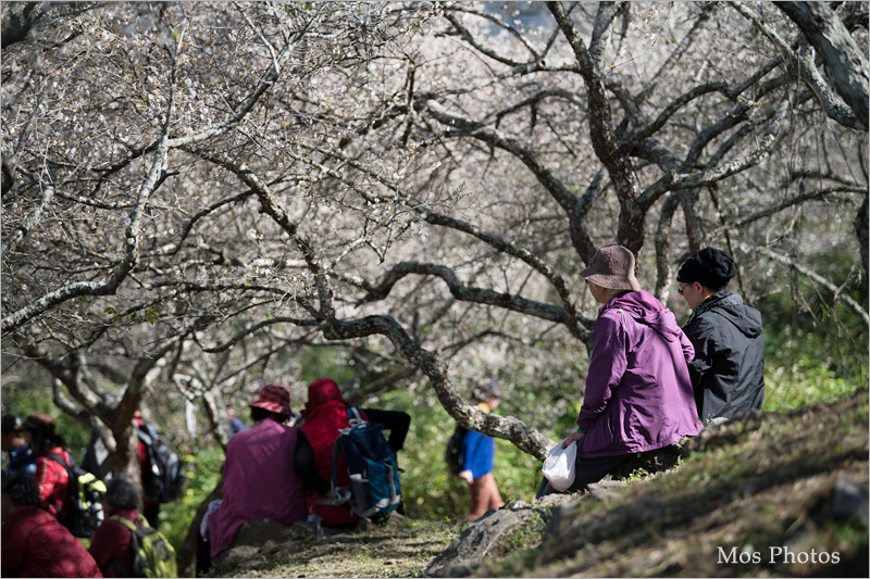 彭家梅園》南投仁愛賞梅趣：自助國小週邊的經典梅園～雪白梅樹近在眼前好好拍！