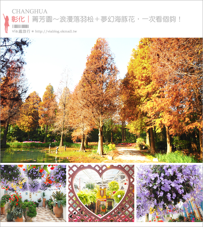 彰化菁芳園》菁芳園落羽松美景＋夢幻海豚花～好美！期間限定美景，一次兩種盡收眼底！