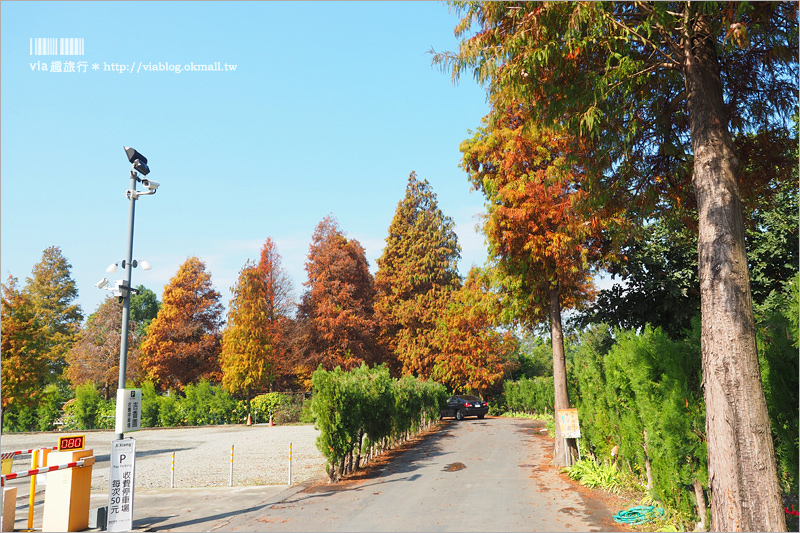 彰化菁芳園》菁芳園落羽松美景＋夢幻海豚花～好美！期間限定美景，一次兩種盡收眼底！