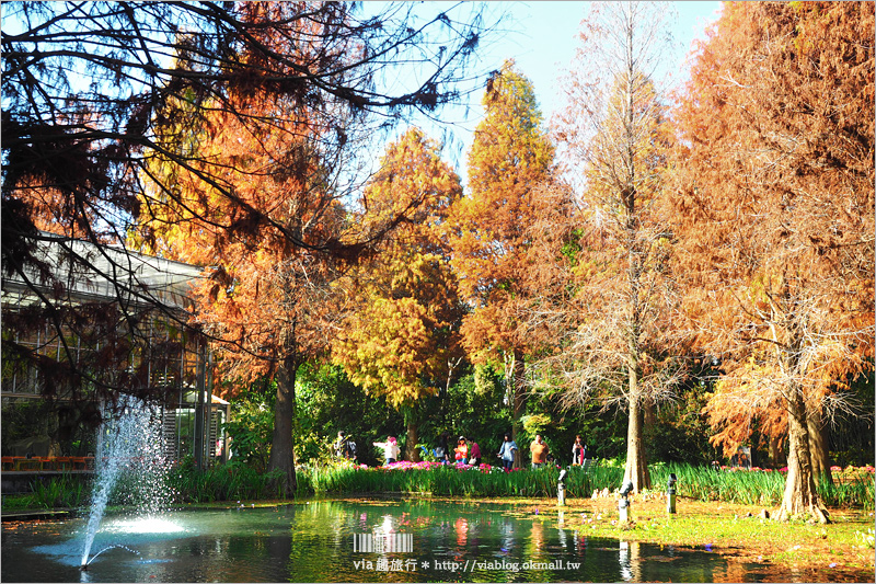 彰化菁芳園》菁芳園落羽松美景＋夢幻海豚花～好美！期間限定美景，一次兩種盡收眼底！