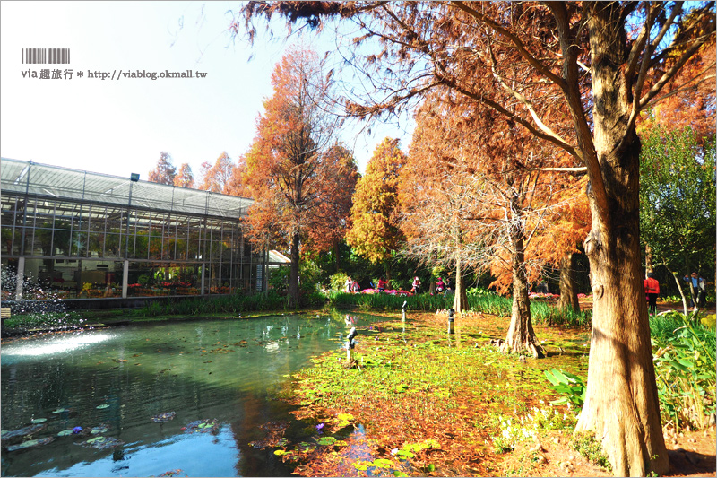 彰化菁芳園》菁芳園落羽松美景＋夢幻海豚花～好美！期間限定美景，一次兩種盡收眼底！