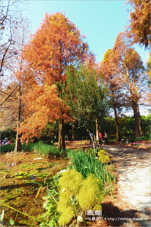 彰化菁芳園》菁芳園落羽松美景＋夢幻海豚花～好美！期間限定美景，一次兩種盡收眼底！