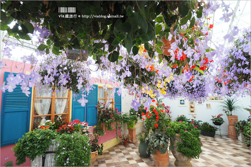 彰化菁芳園》菁芳園落羽松美景＋夢幻海豚花～好美！期間限定美景，一次兩種盡收眼底！