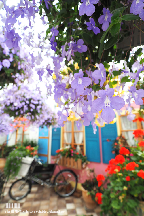 彰化菁芳園》菁芳園落羽松美景＋夢幻海豚花～好美！期間限定美景，一次兩種盡收眼底！