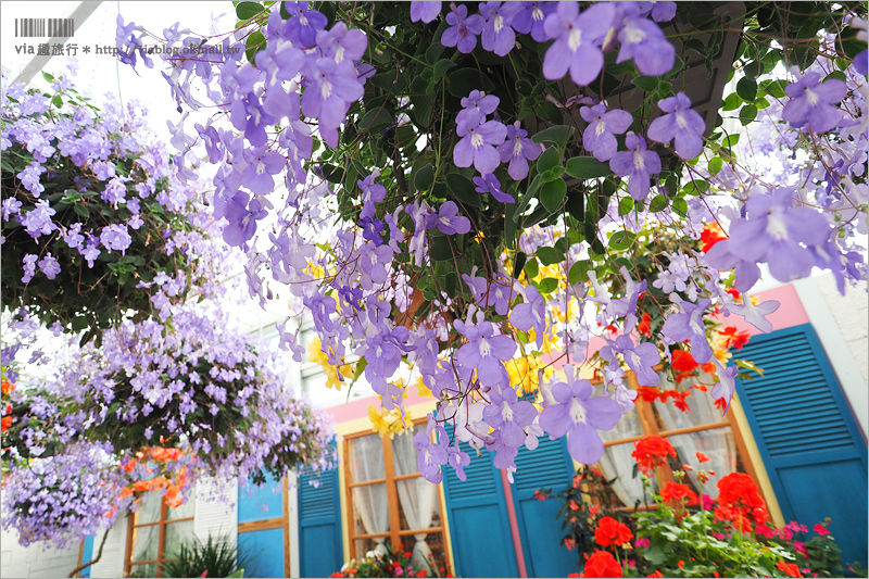 彰化菁芳園》菁芳園落羽松美景＋夢幻海豚花～好美！期間限定美景，一次兩種盡收眼底！