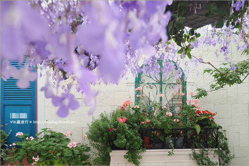 彰化菁芳園》菁芳園落羽松美景＋夢幻海豚花～好美！期間限定美景，一次兩種盡收眼底！