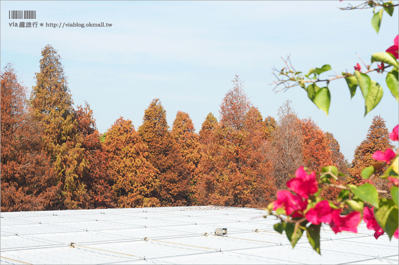 彰化菁芳園》菁芳園落羽松美景＋夢幻海豚花～好美！期間限定美景，一次兩種盡收眼底！