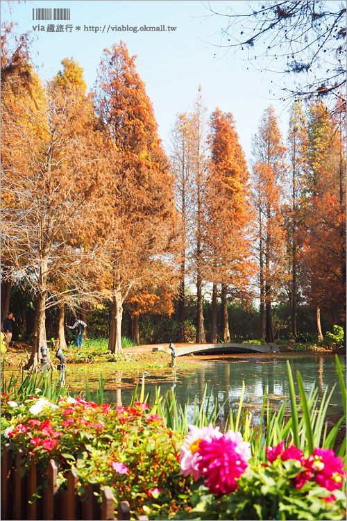 彰化菁芳園》菁芳園落羽松美景＋夢幻海豚花～好美！期間限定美景，一次兩種盡收眼底！