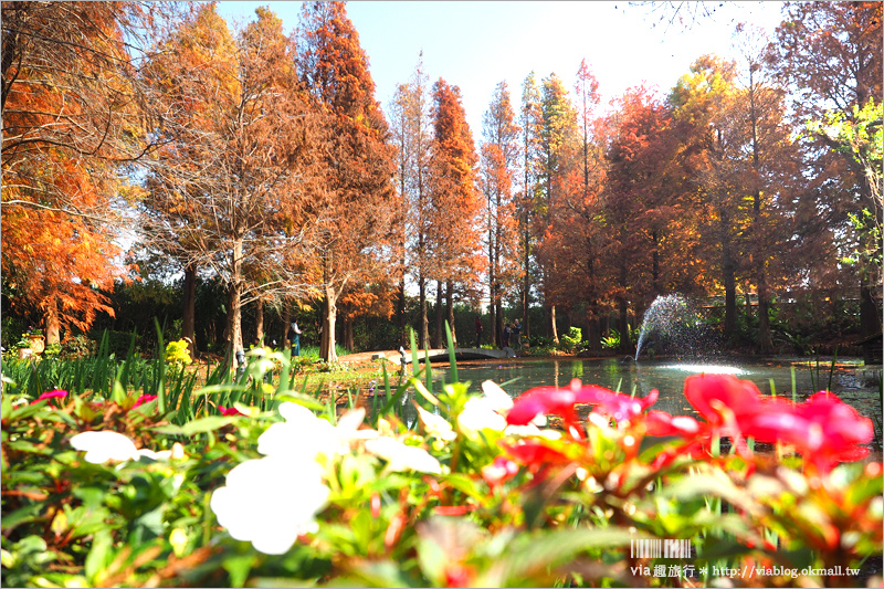 彰化菁芳園》菁芳園落羽松美景＋夢幻海豚花～好美！期間限定美景，一次兩種盡收眼底！