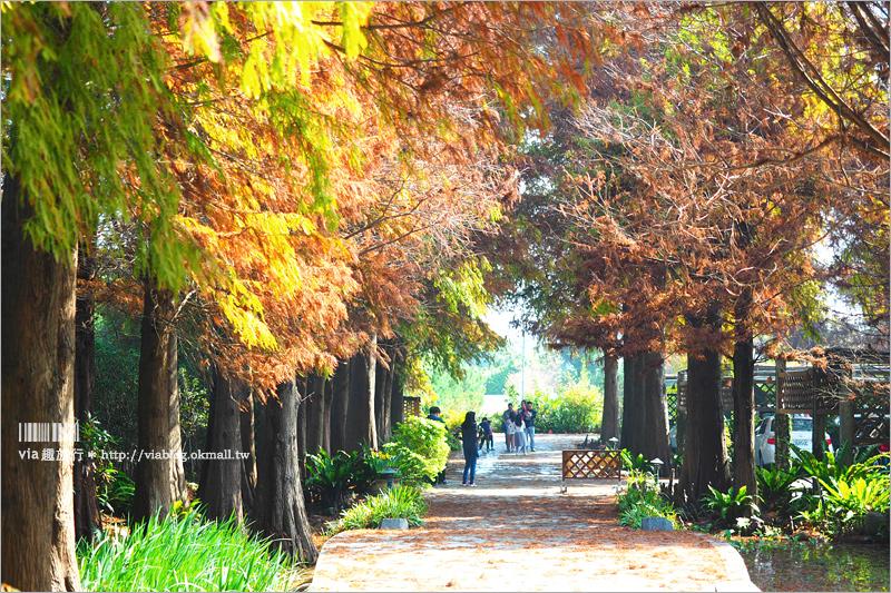 彰化菁芳園》菁芳園落羽松美景＋夢幻海豚花～好美！期間限定美景，一次兩種盡收眼底！