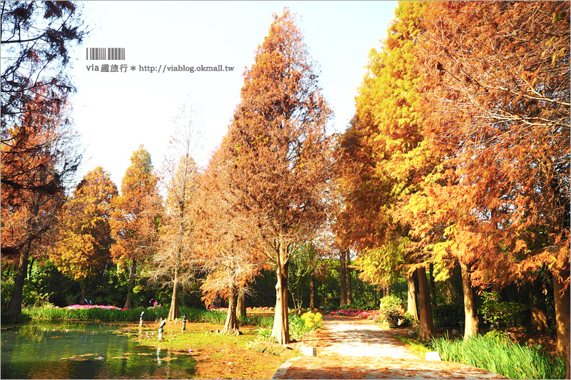 彰化菁芳園》菁芳園落羽松美景＋夢幻海豚花～好美！期間限定美景，一次兩種盡收眼底！