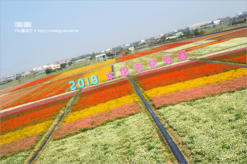 太保花海》嘉義太保花海節～夢幻拼布花田真實登場‧小熊狗狗等裝置藝術俏皮又可愛！