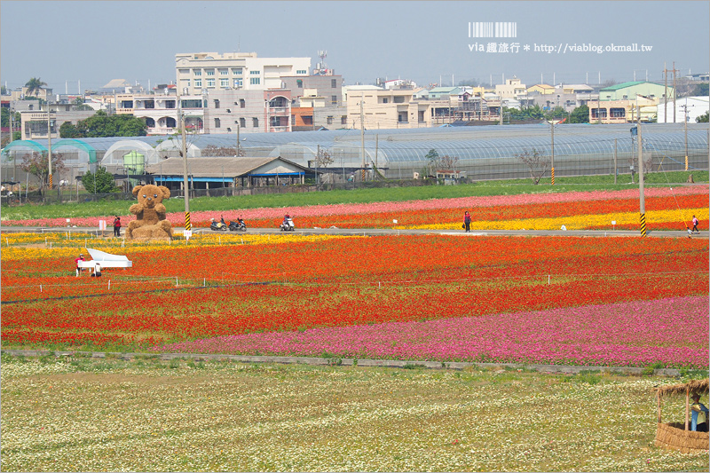 太保花海》嘉義太保花海節～夢幻拼布花田真實登場‧小熊狗狗等裝置藝術俏皮又可愛！