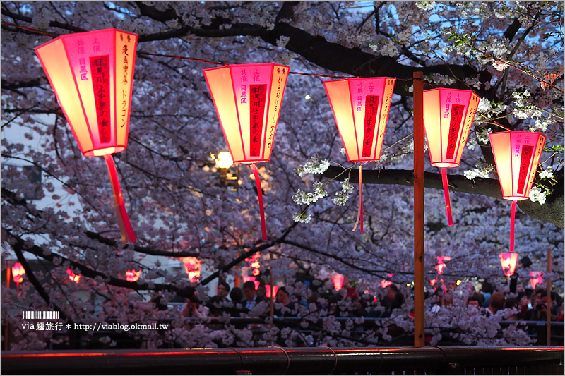 目黑川夜櫻》東京夜櫻推薦～超美！超人氣賞櫻點！人潮炸了還是要去朝聖的夢幻中目黑櫻花