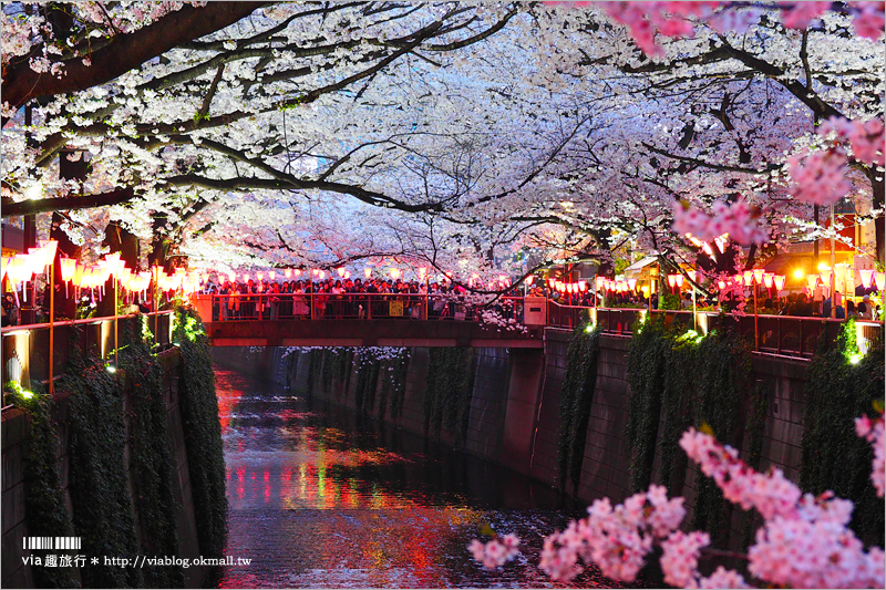 目黑川夜櫻》東京夜櫻推薦～超美！超人氣賞櫻點！人潮炸了還是要去朝聖的夢幻中目黑櫻花