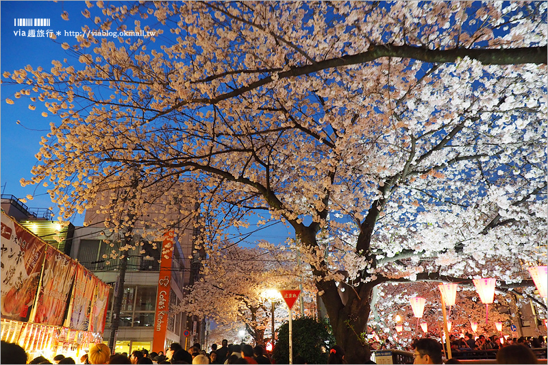 目黑川夜櫻》東京夜櫻推薦～超美！超人氣賞櫻點！人潮炸了還是要去朝聖的夢幻中目黑櫻花