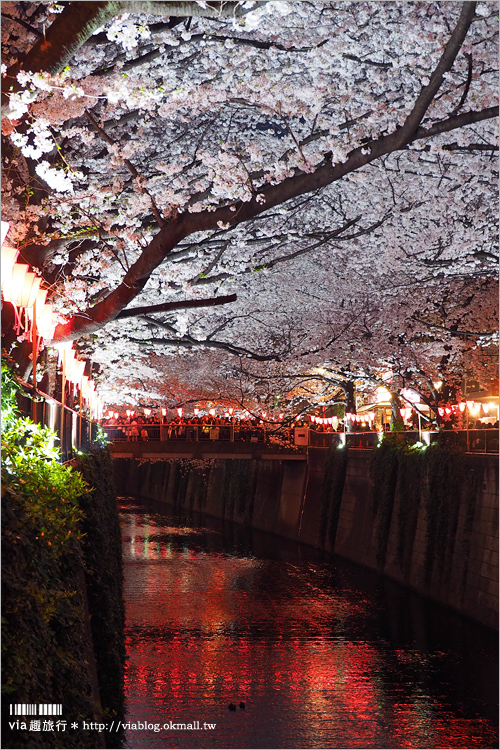 目黑川夜櫻》東京夜櫻推薦～超美！超人氣賞櫻點！人潮炸了還是要去朝聖的夢幻中目黑櫻花