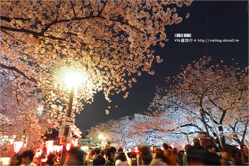 目黑川夜櫻》東京夜櫻推薦～超美！超人氣賞櫻點！人潮炸了還是要去朝聖的夢幻中目黑櫻花