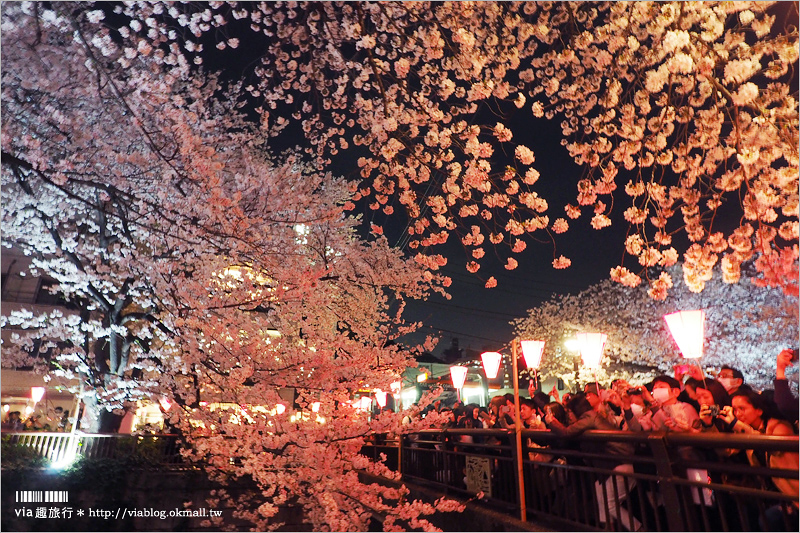 目黑川夜櫻》東京夜櫻推薦～超美！超人氣賞櫻點！人潮炸了還是要去朝聖的夢幻中目黑櫻花