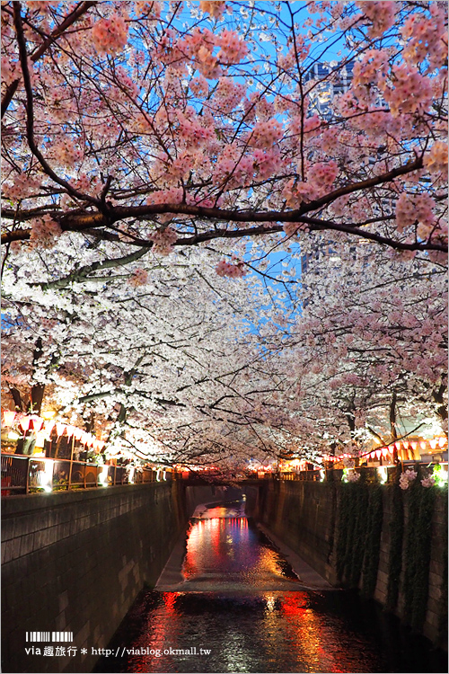 目黑川夜櫻》東京夜櫻推薦～超美！超人氣賞櫻點！人潮炸了還是要去朝聖的夢幻中目黑櫻花