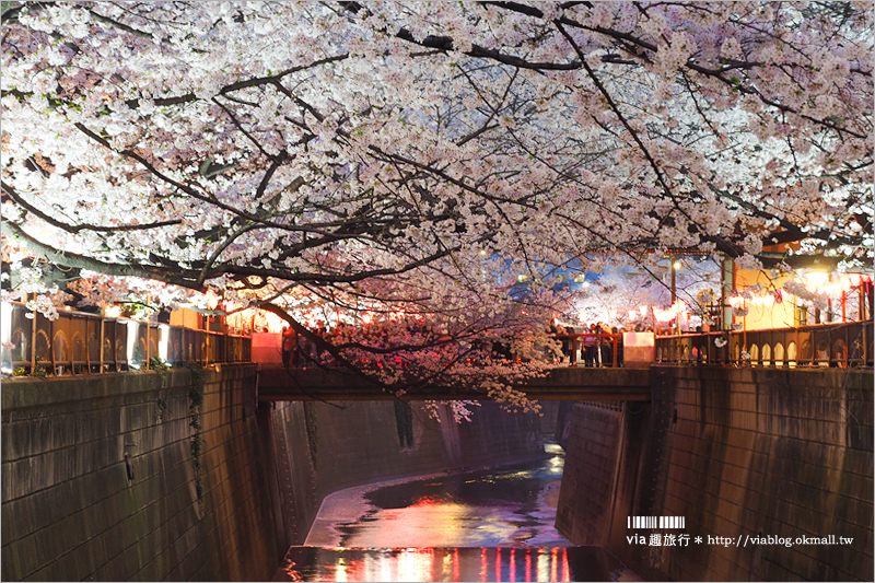 目黑川夜櫻》東京夜櫻推薦～超美！超人氣賞櫻點！人潮炸了還是要去朝聖的夢幻中目黑櫻花