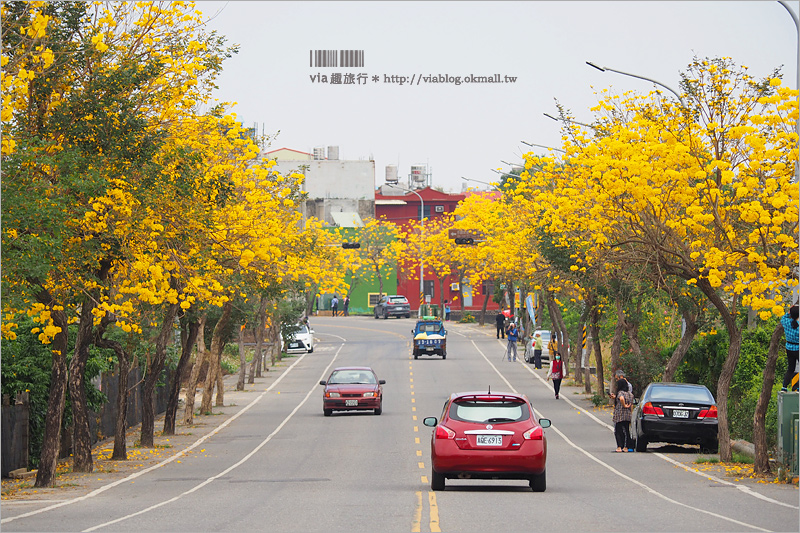 【彰化一日遊】芬園＋草屯趴趴玩～賞黃金風鈴木、吃在地小吃、逛景點！就跟著Via醬玩！