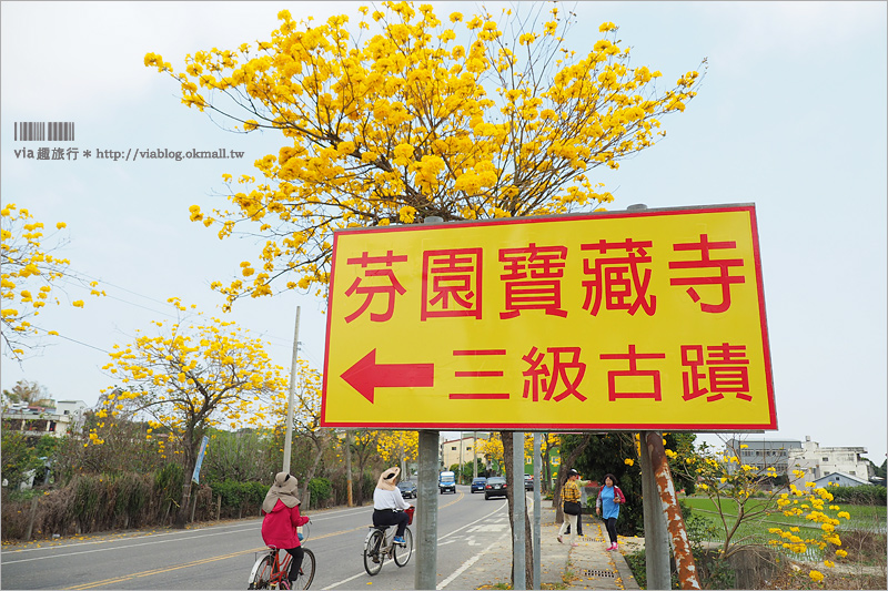 【彰化一日遊】芬園＋草屯趴趴玩～賞黃金風鈴木、吃在地小吃、逛景點！就跟著Via醬玩！