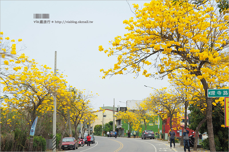 彰化黃金風鈴木》彰南路賞花景點～季節限定‧初春最亮眼！經典黃金風鈴木大道就在這！