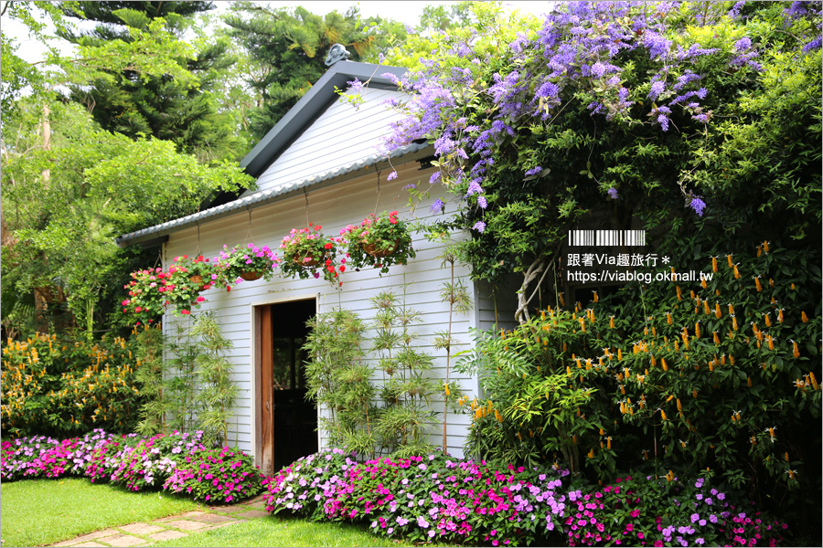 苗栗景點》花露休閒農場～不止薰衣草！繡球花小花園盛開也很美！