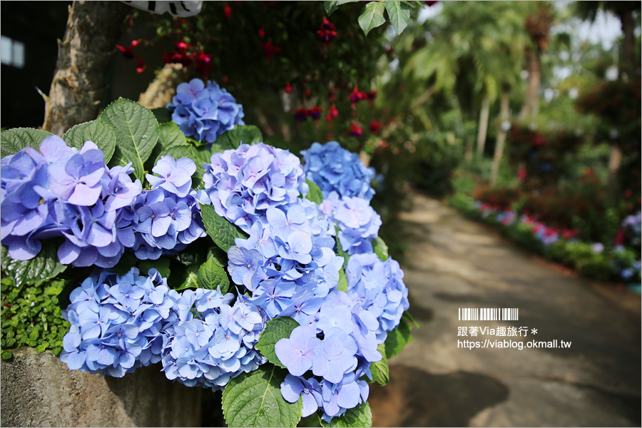 苗栗景點》花露休閒農場～不止薰衣草！繡球花小花園盛開也很美！