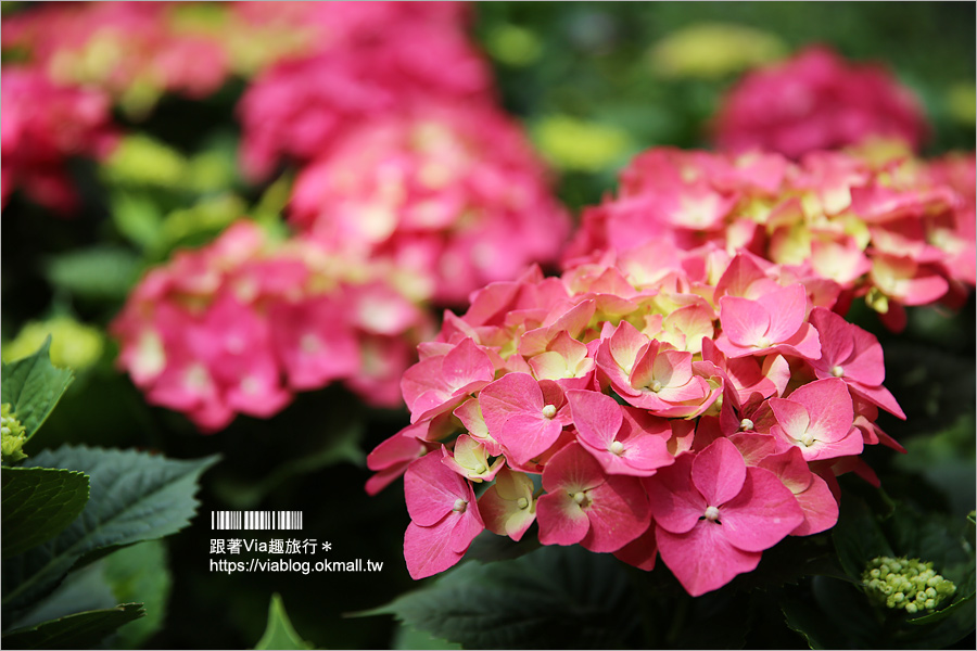 苗栗景點》花露休閒農場～不止薰衣草！繡球花小花園盛開也很美！