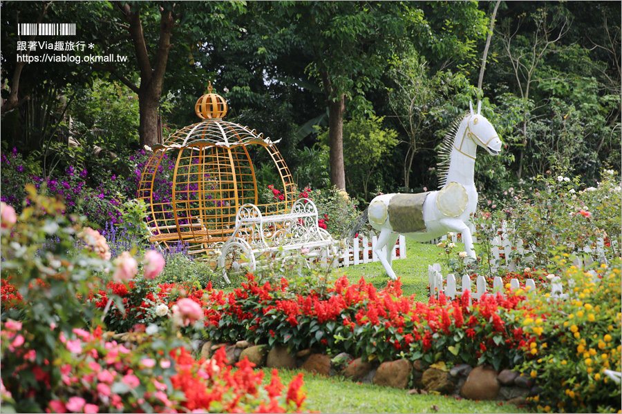 苗栗景點》花露休閒農場～不止薰衣草！繡球花小花園盛開也很美！