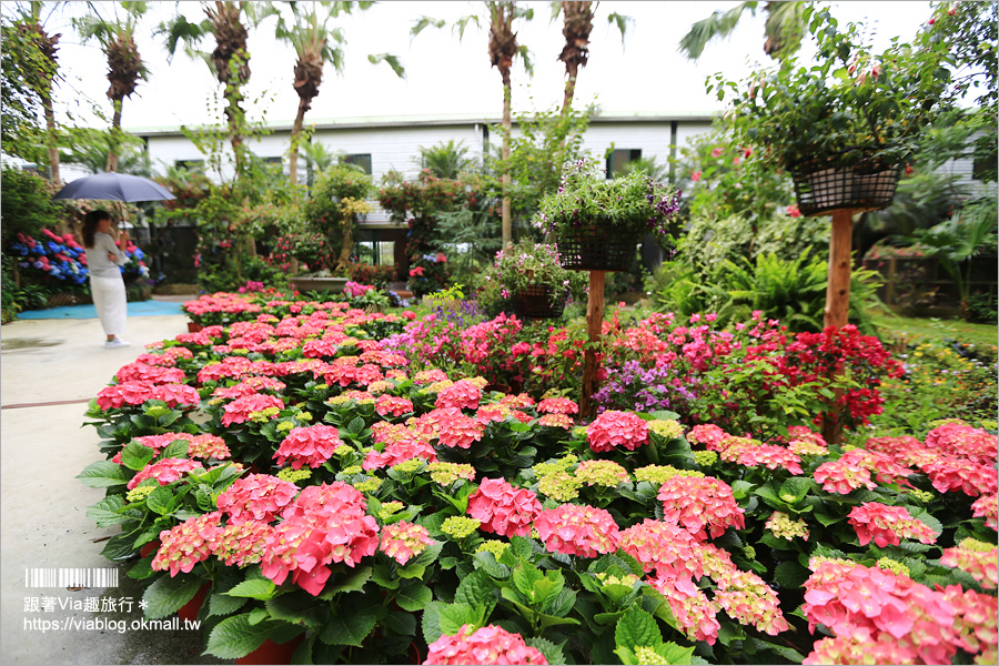 苗栗景點》花露休閒農場～不止薰衣草！繡球花小花園盛開也很美！