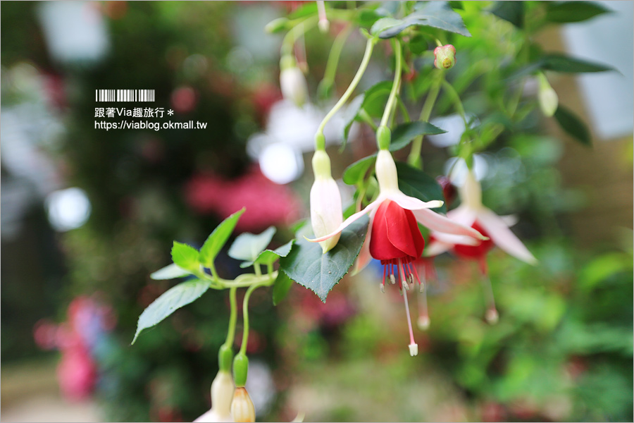 苗栗景點》花露休閒農場～不止薰衣草！繡球花小花園盛開也很美！