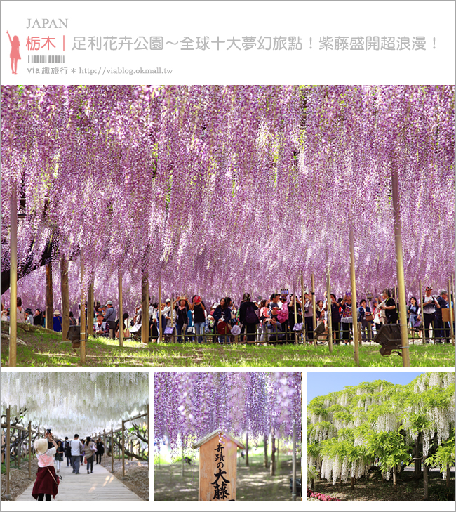 日本紫藤花》足利花卉公園（日間篇）～絕美！全球十大夢幻景點！超過三百坪「奇蹟の大藤」夢幻必賞