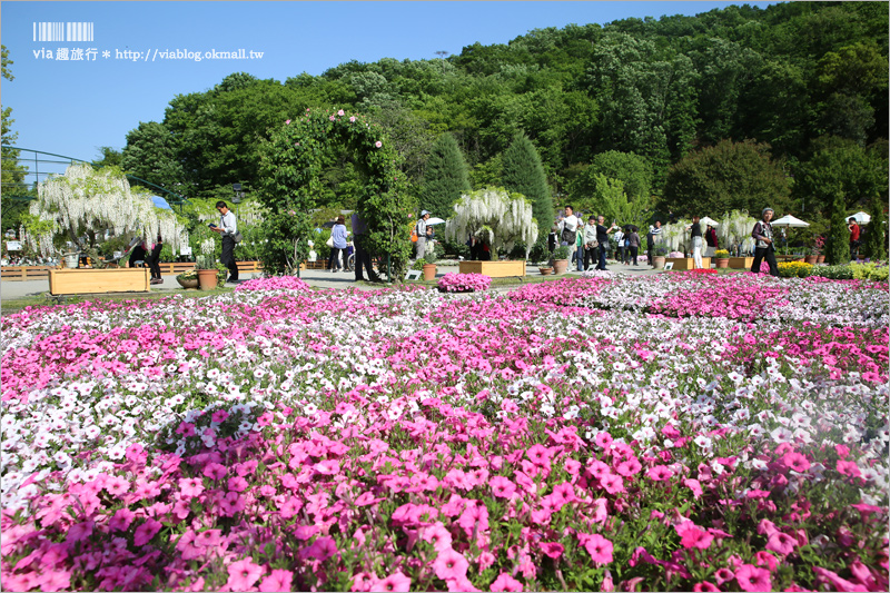 日本紫藤花》足利花卉公園（日間篇）～絕美！全球十大夢幻景點！超過三百坪「奇蹟の大藤」夢幻必賞