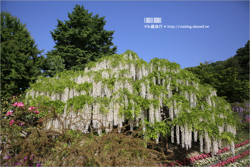 日本紫藤花》足利花卉公園（日間篇）～絕美！全球十大夢幻景點！超過三百坪「奇蹟の大藤」夢幻必賞